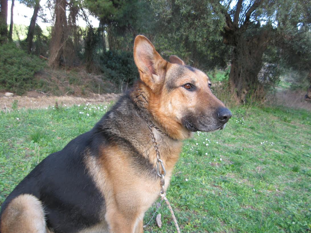 dogs needing homes garbo s gsd rescue dogs needing homes garbo s gsd rescue